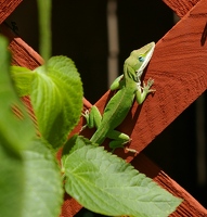 Cute anole